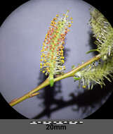 Imagem de Salix purpurea L.