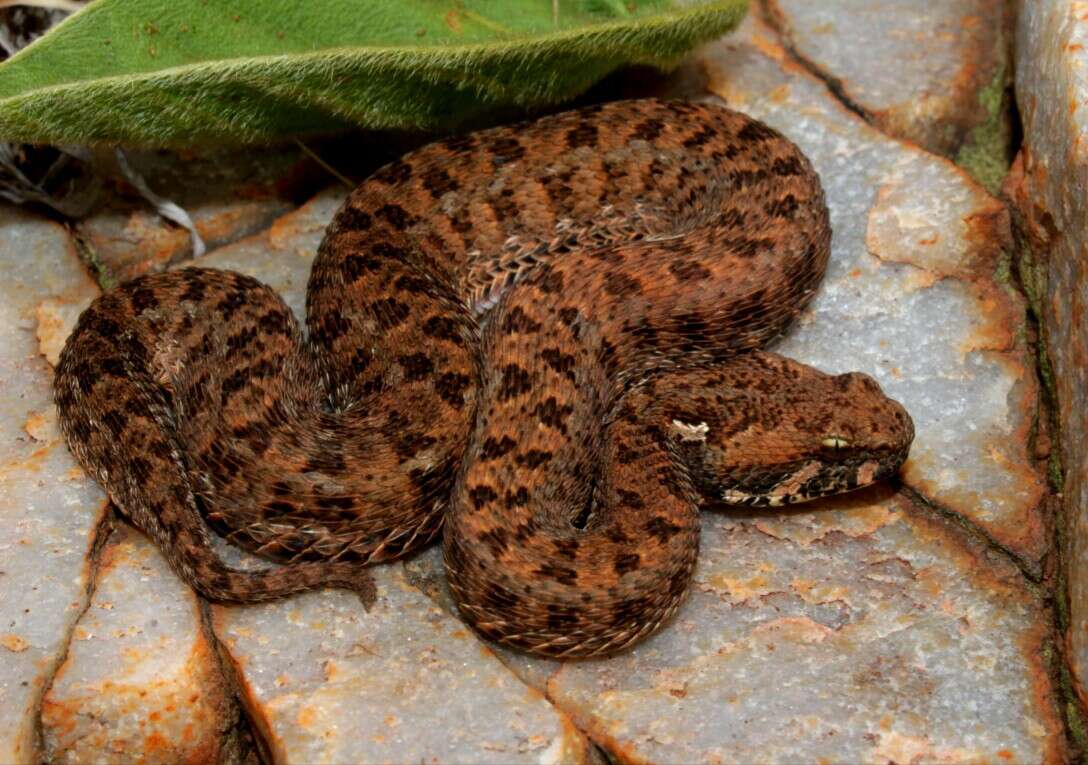 Bitis atropos (Linnaeus 1758) resmi