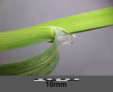 Image of Plicate Sweet-grass