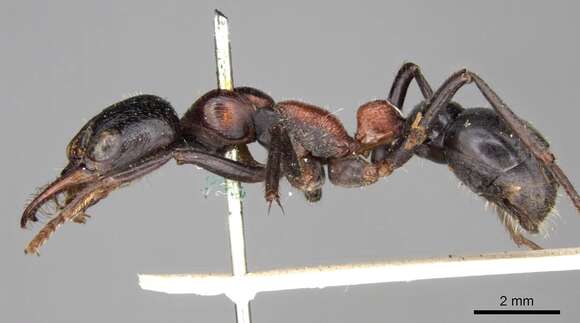 Image of Myrmecia aberrans Forel 1900