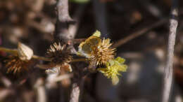 Image of Large bee-fly