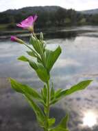 Слика од Epilobium hirsutum L.