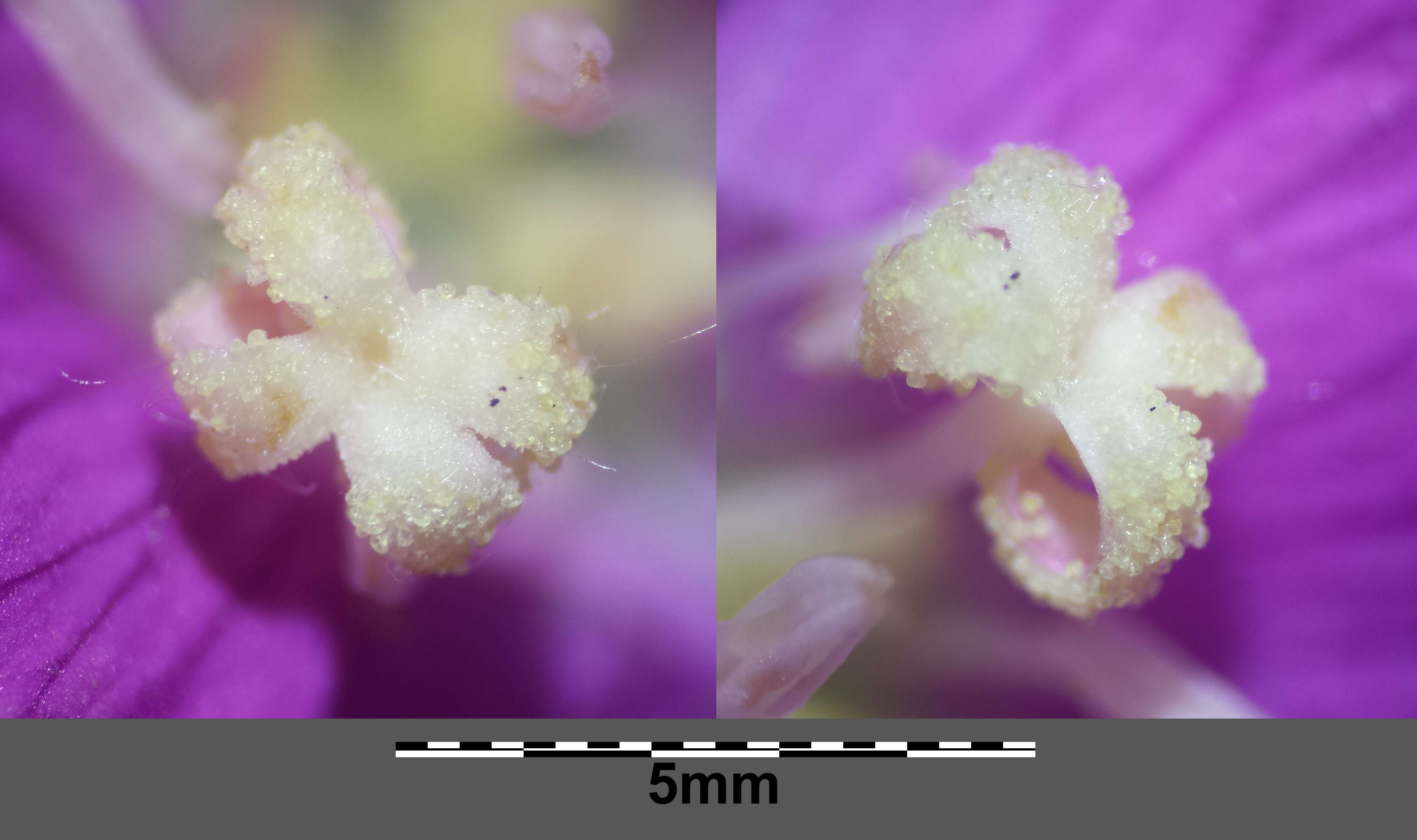 Слика од Epilobium hirsutum L.