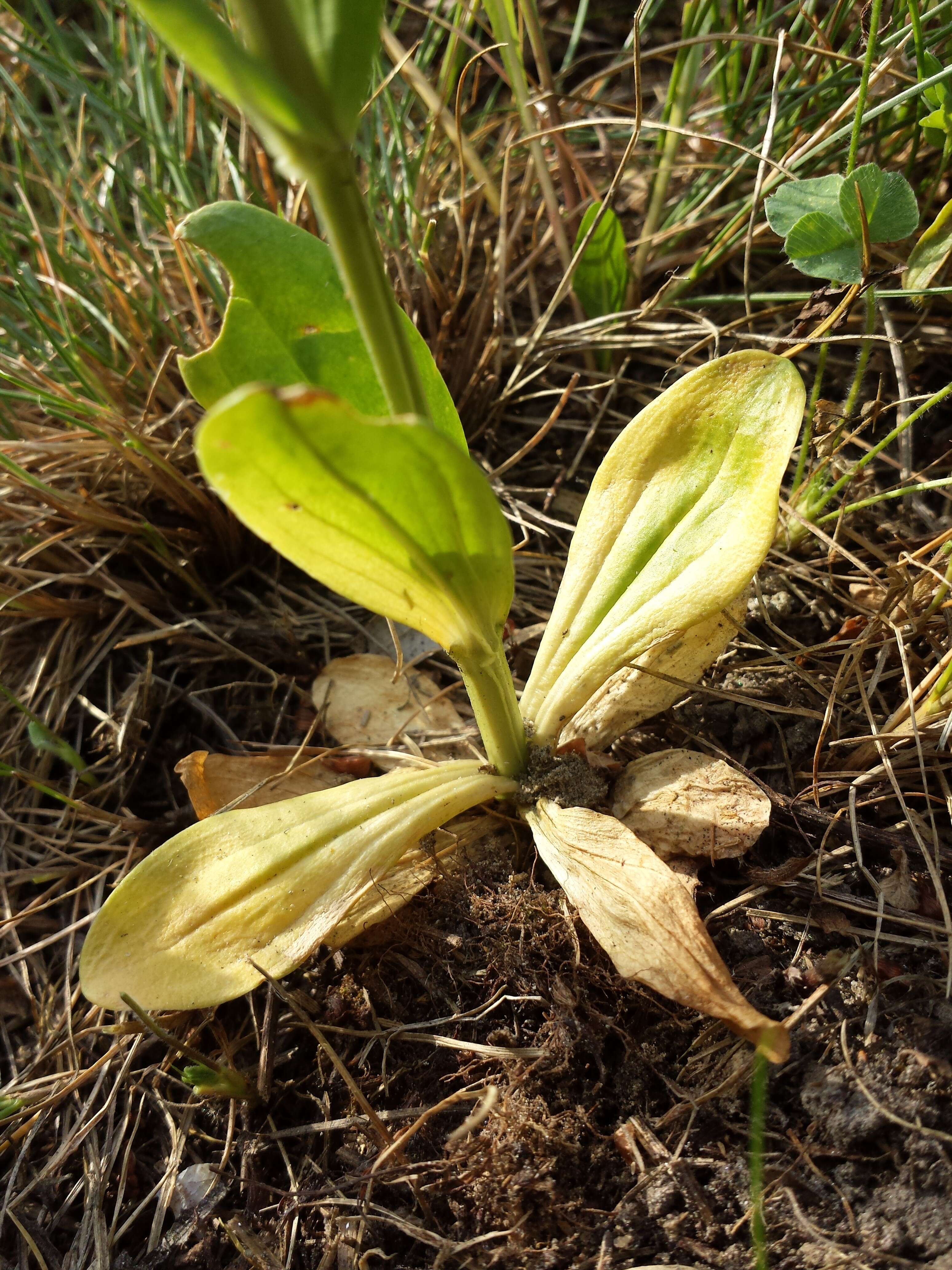 Image of Centaury