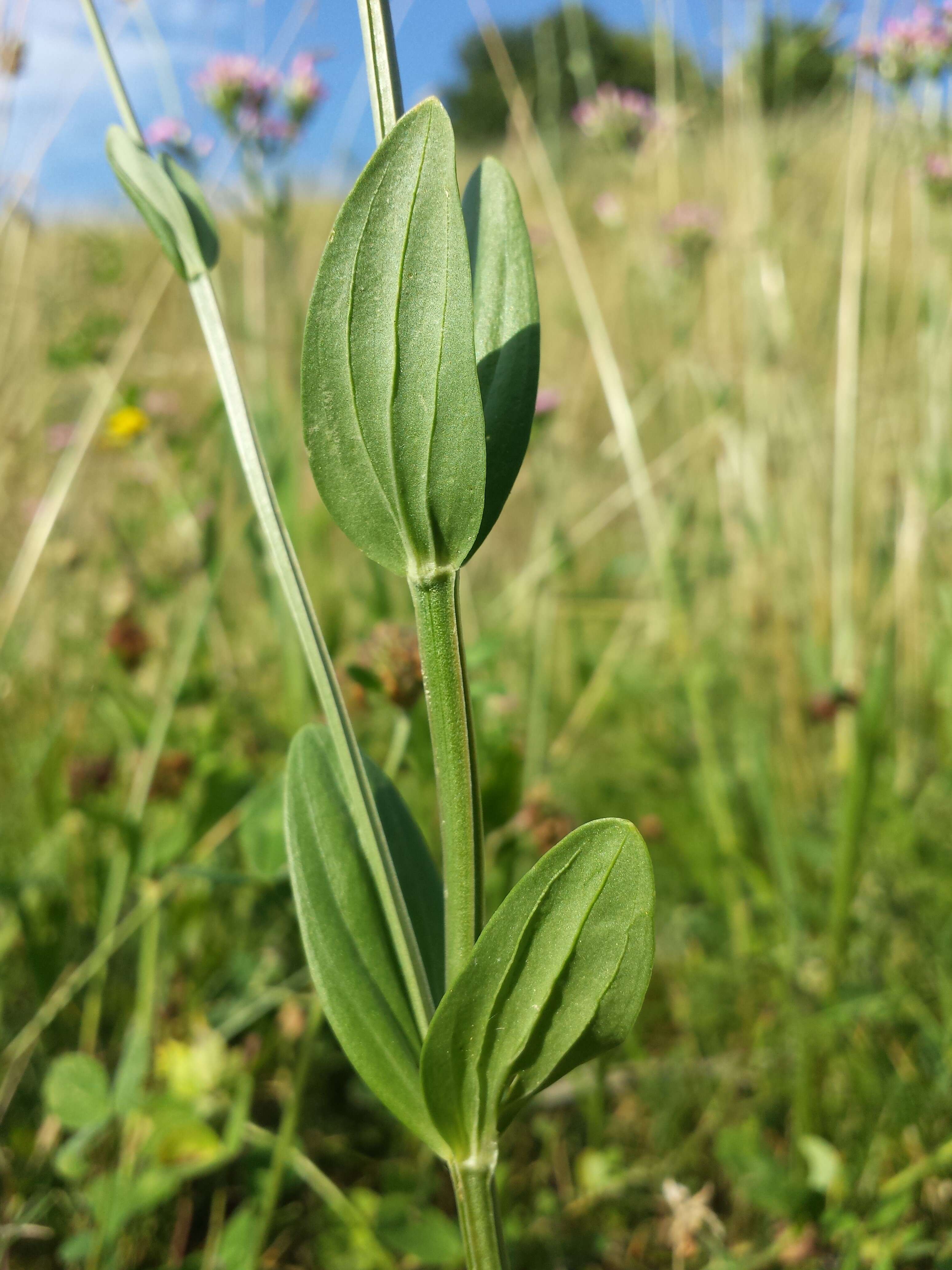 Image of Centaury