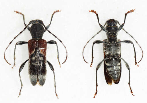 Image of grey-coated longhorn beetle