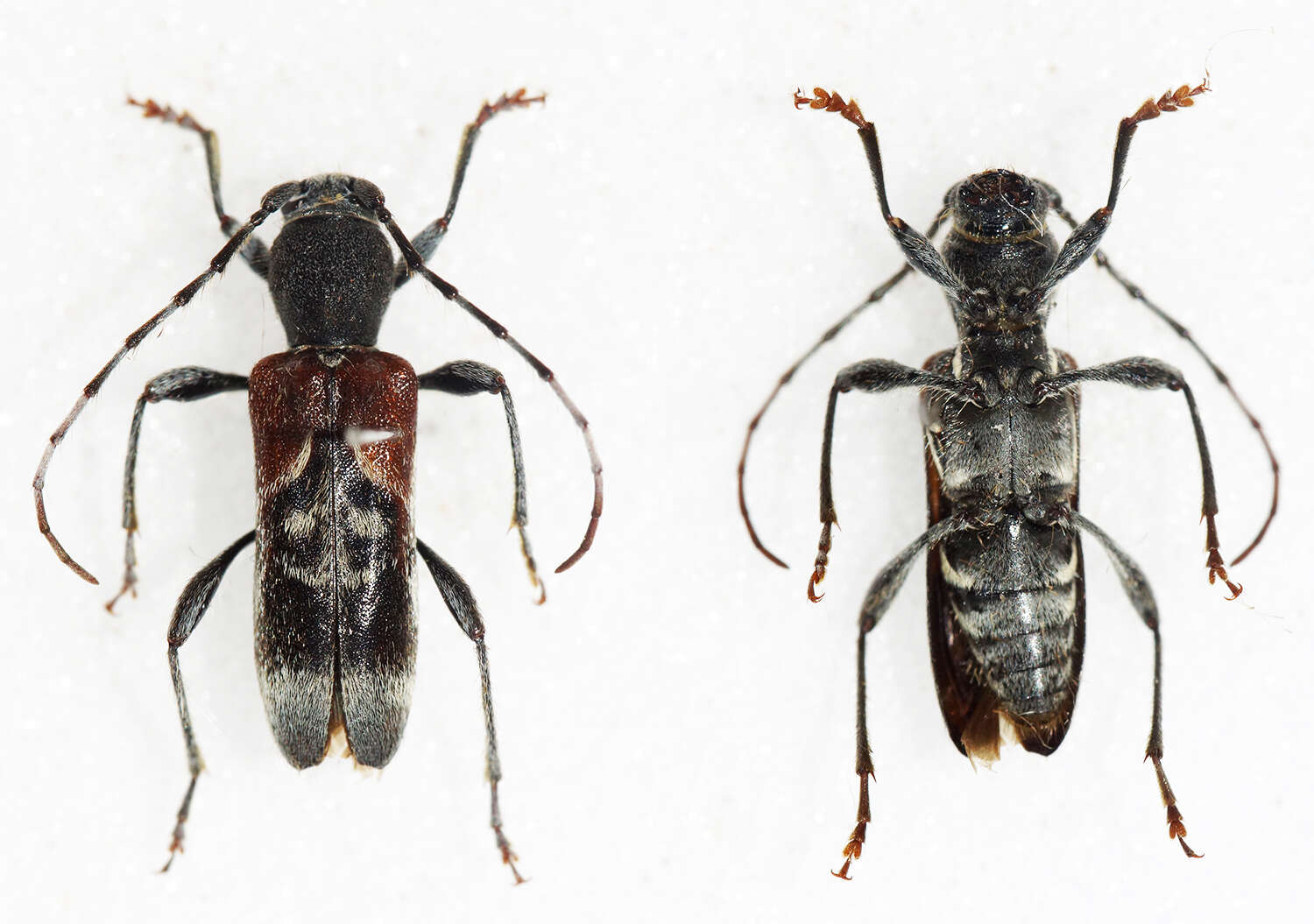 Image of grey-coated longhorn beetle