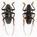 Image of Aemocia farinosa Pascoe 1865