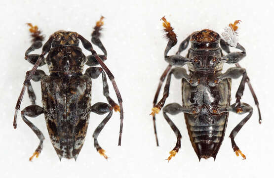 Psapharochrus meleagris (Bates 1861)的圖片