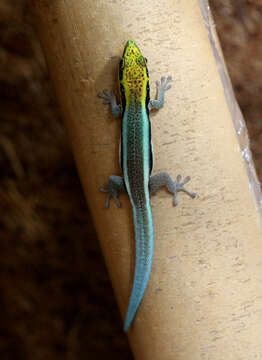 Image of Klemmer's day gecko