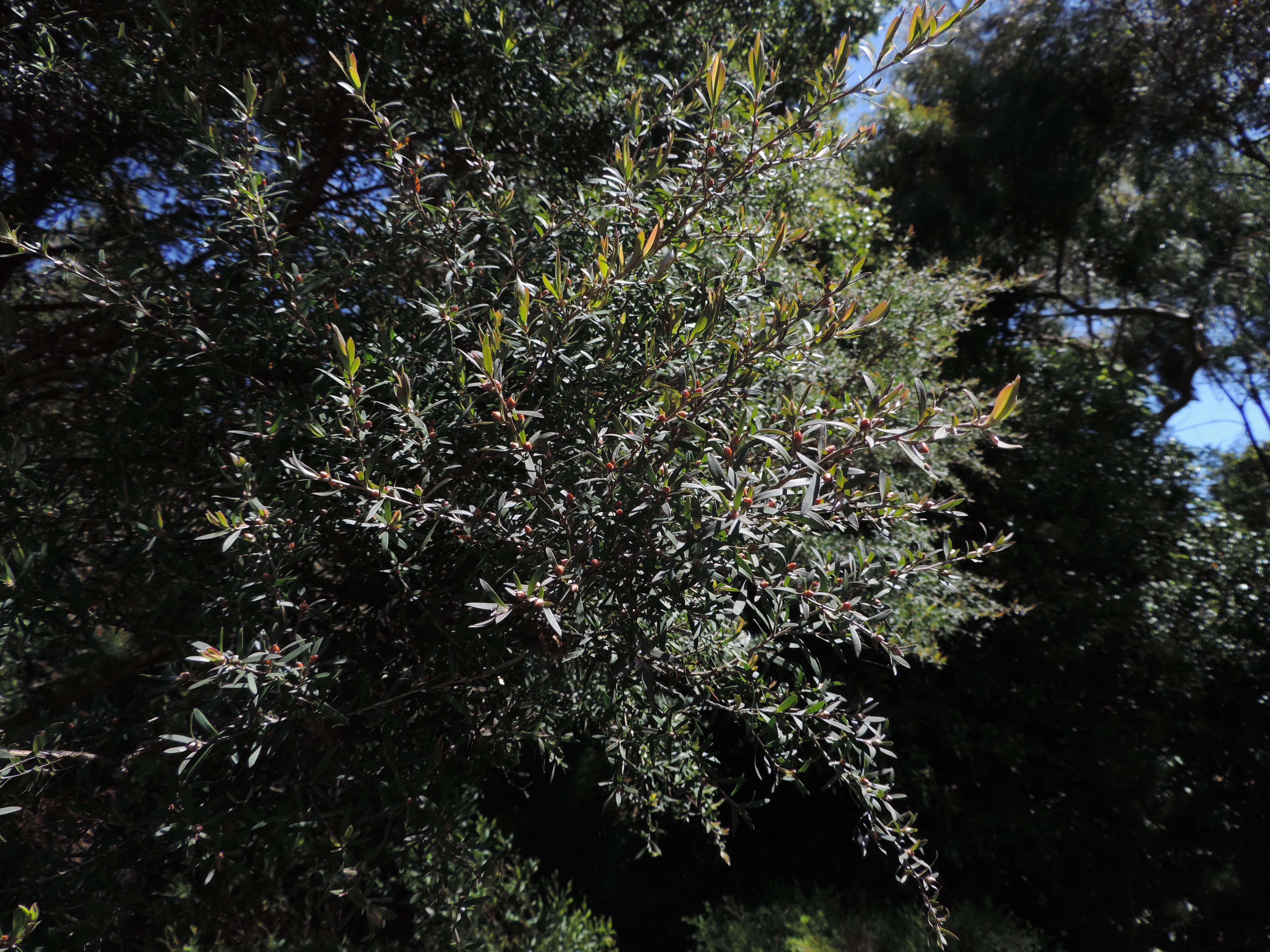 صورة Leptospermum morrisonii J. Thompson