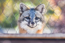 Image of Grey Foxes