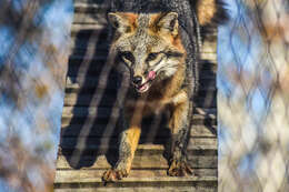 Image of Grey Foxes