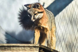 Image of Grey Foxes