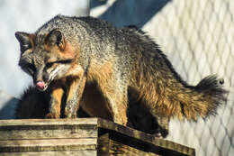 Image of Grey Foxes