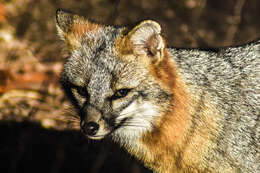 Image of Grey Foxes