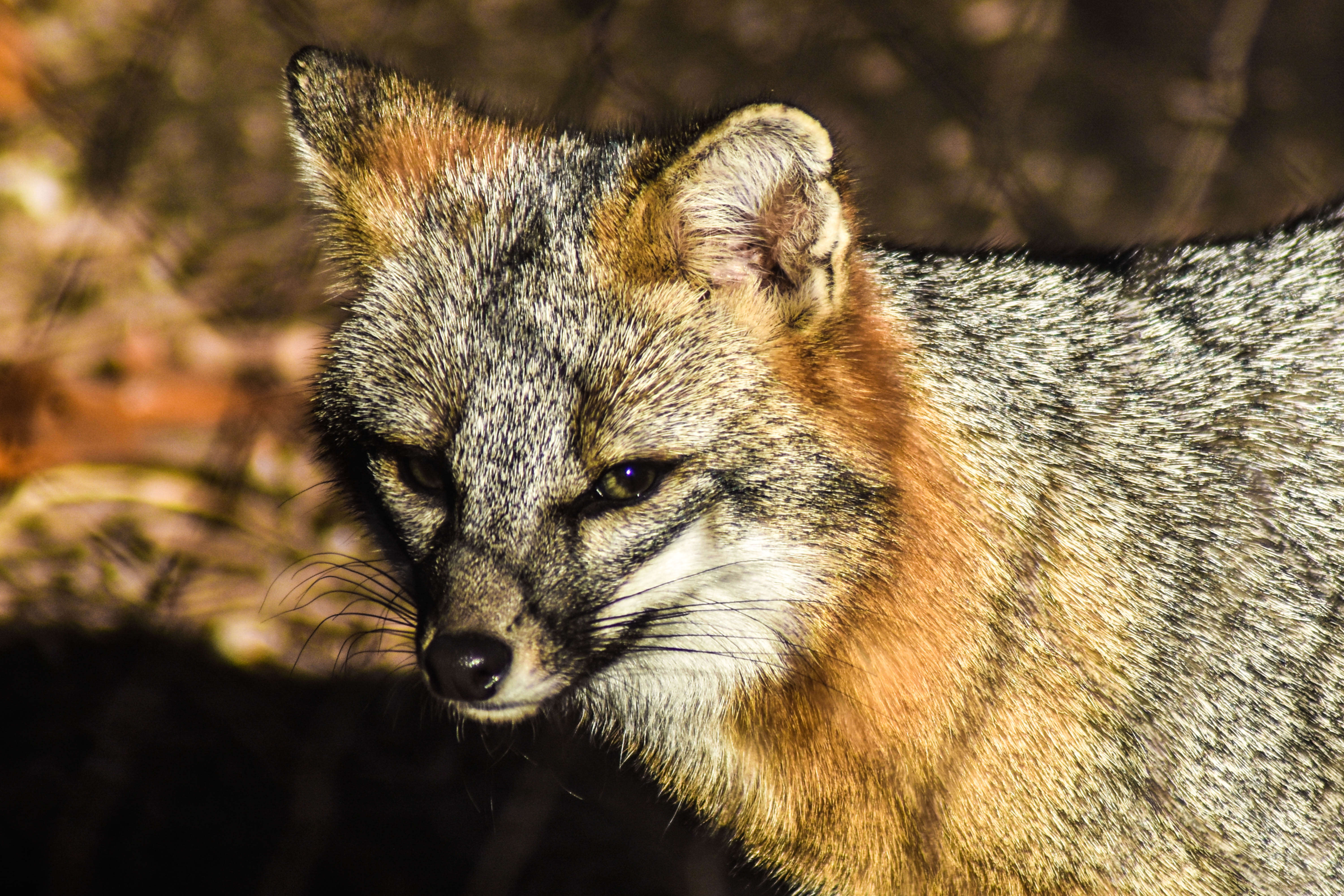 Image of Grey Foxes