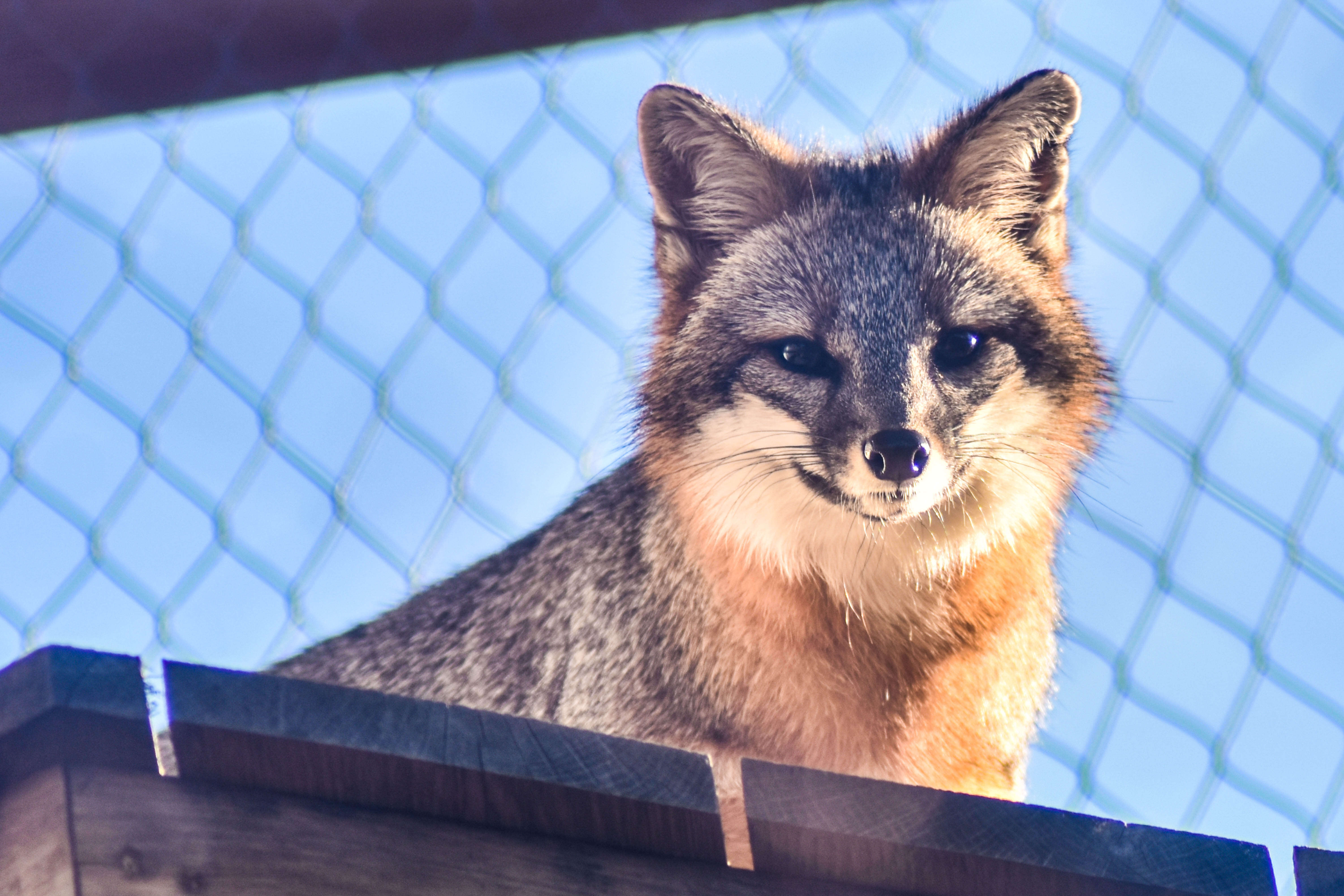 Image of Grey Foxes