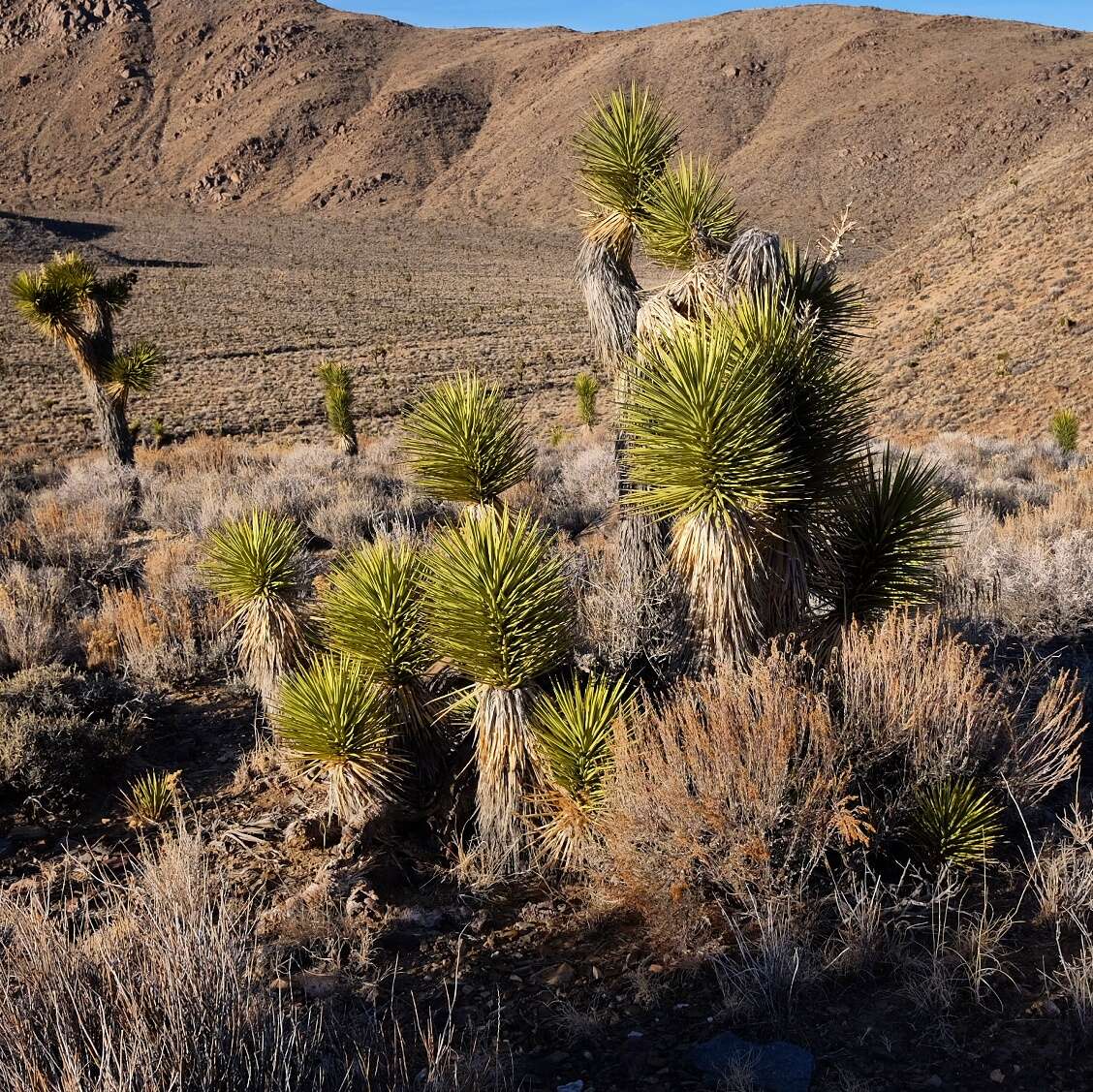 Слика од Yucca brevifolia Engelm.