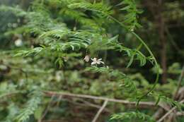 Image of Asparagus scandens Thunb.