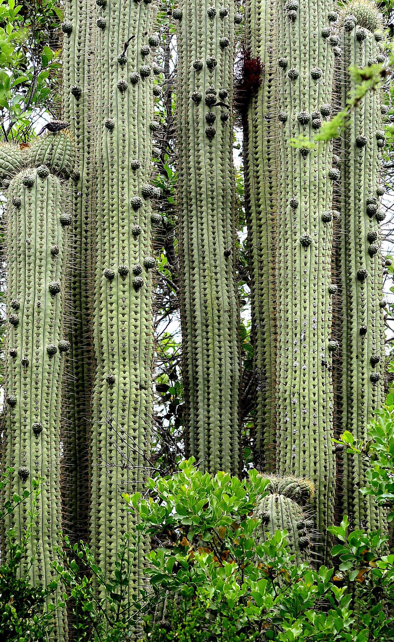 Image de Leucostele chiloensis