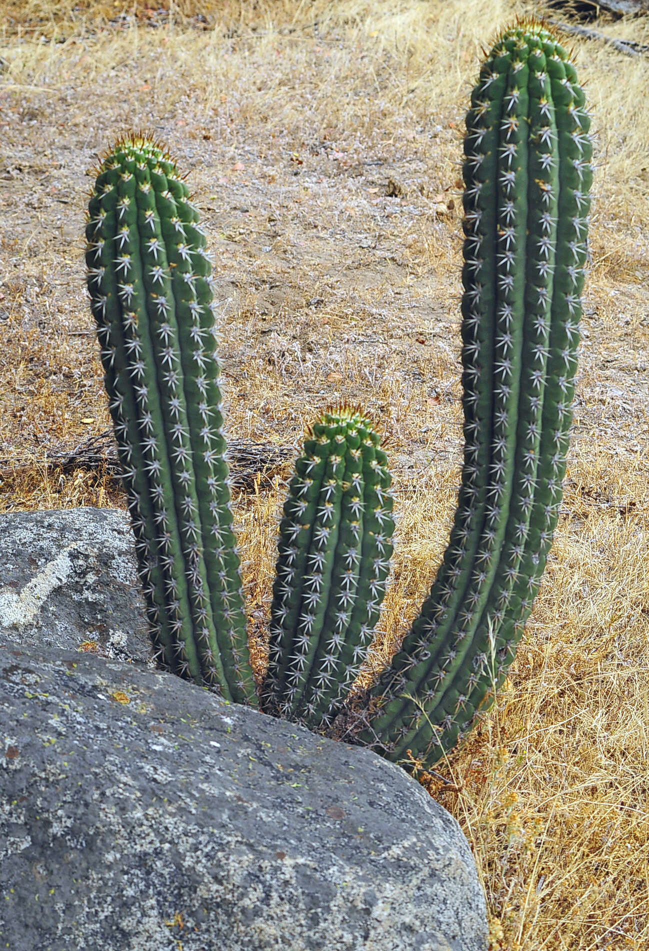 صورة Leucostele chiloensis