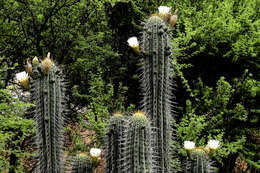 Image de Leucostele chiloensis