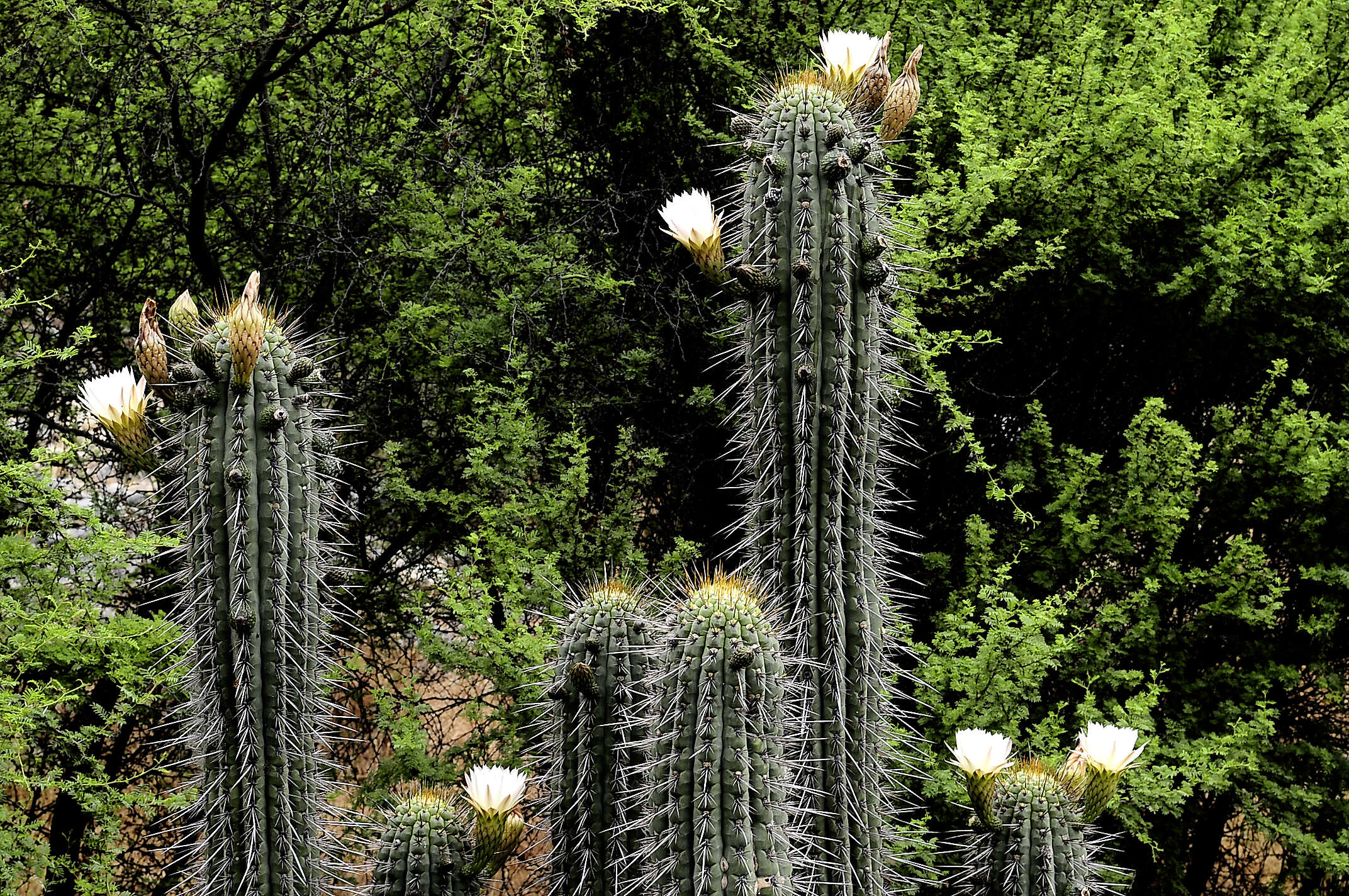 صورة Leucostele chiloensis