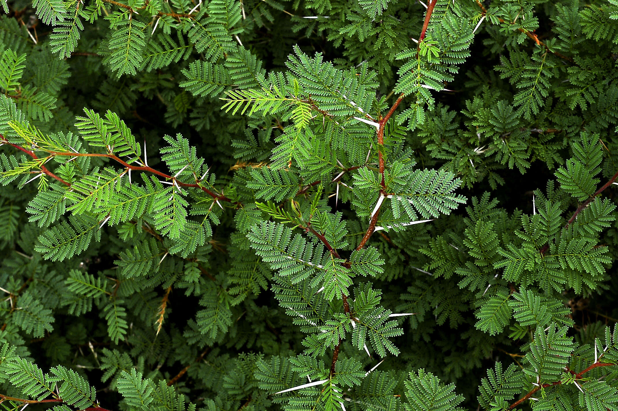 Plancia ëd Vachellia caven (Molina) Seigler & Ebinger