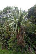 Image of Cordyline indivisa (G. Forst.) Endl.