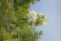 Image of cabbage tree