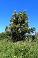 Image of cabbage tree