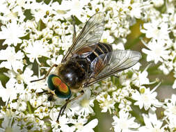 Image of Philipomyia aprica