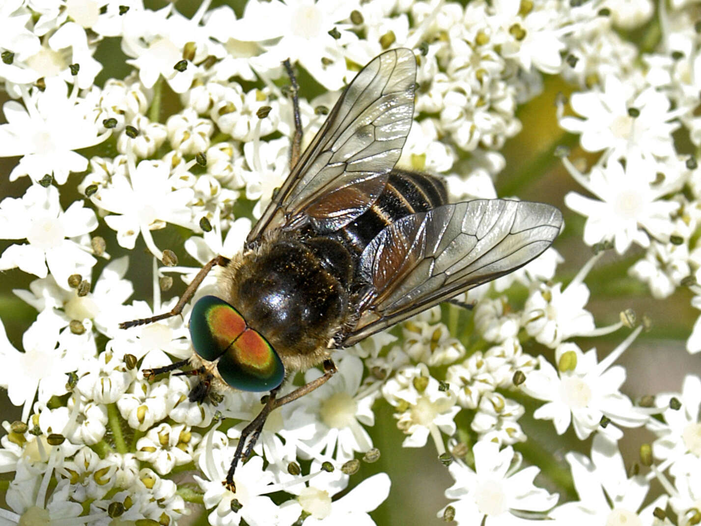 Image of Philipomyia aprica