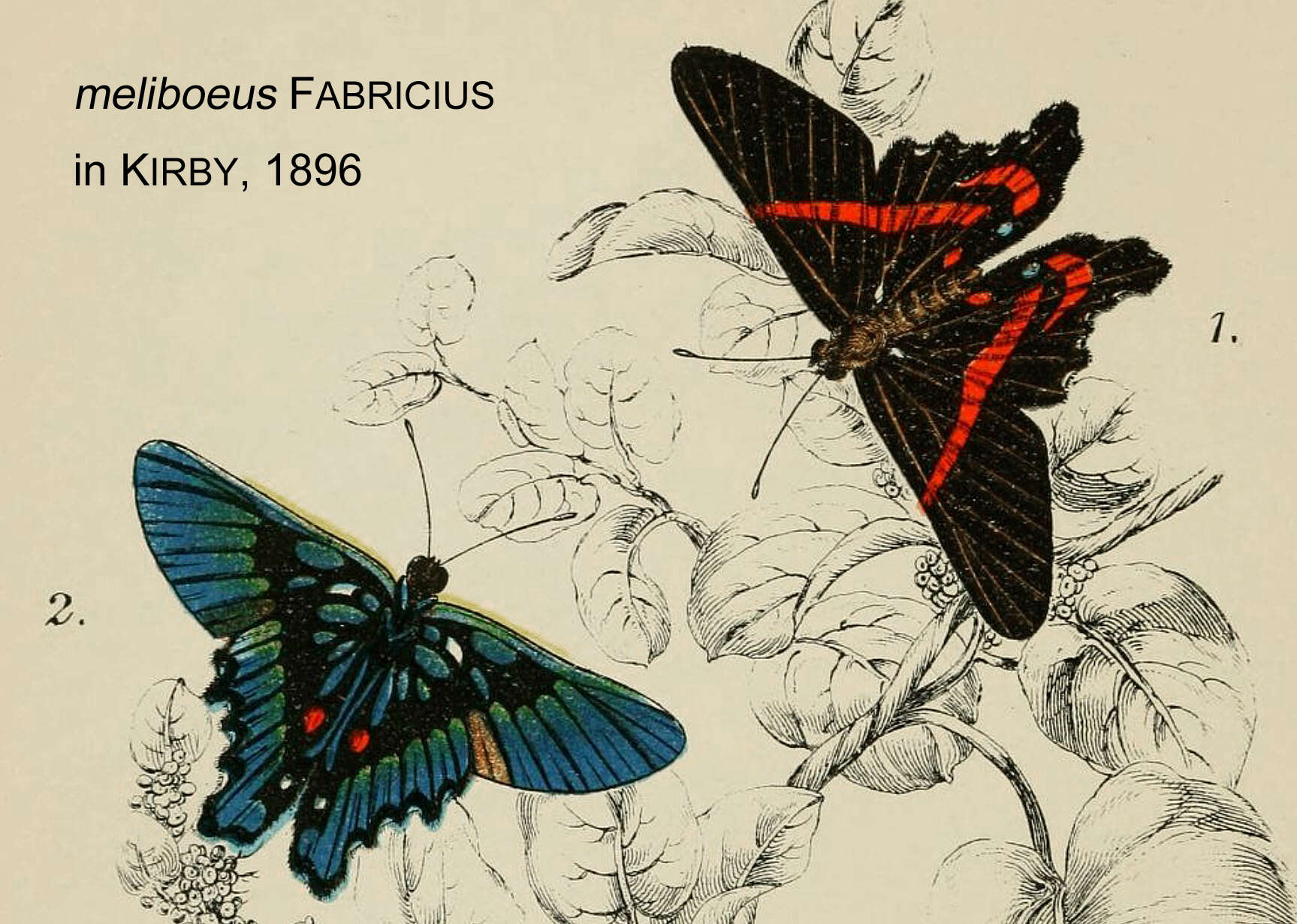 Image of Ancyluris meliboeus Fabricius 1776