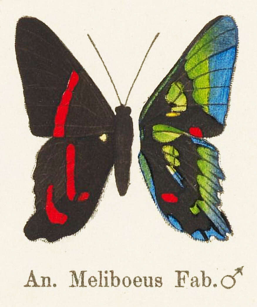 Слика од Ancyluris meliboeus Fabricius 1776