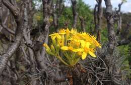 Pittocaulon praecox (Cav.) H. Rob. & Brettell resmi