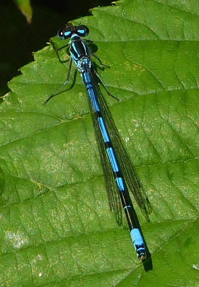 Image of Azure Bluet