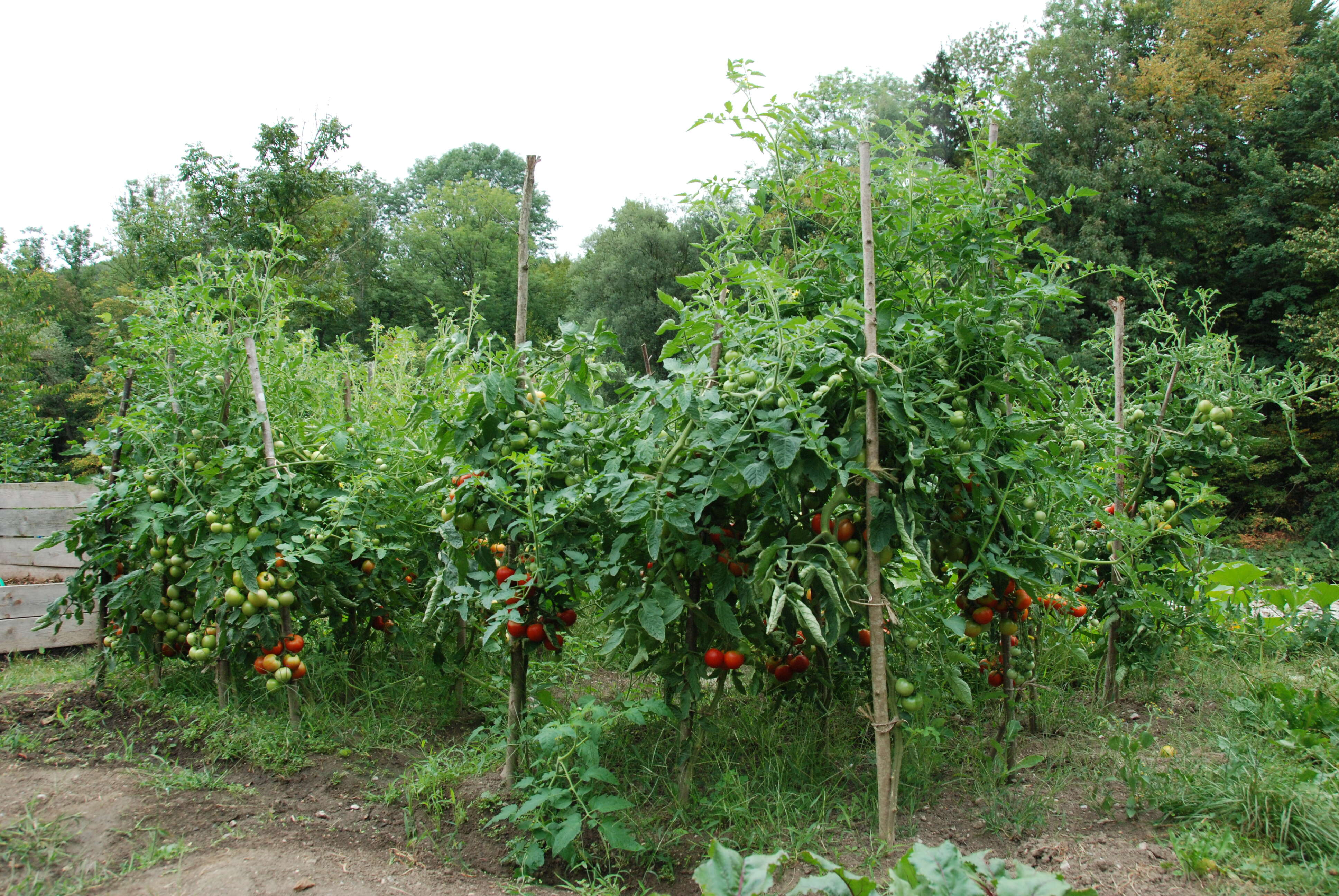 Image of tomato