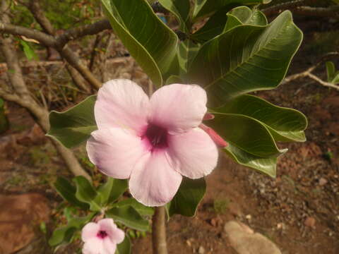 Image of Adenium obesum subsp. boehmianum (Schinz) G. D. Rowley