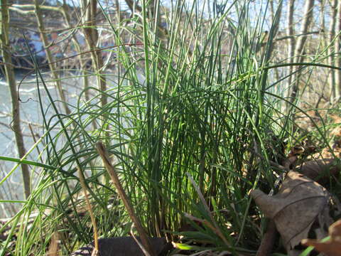 Image of wild chives