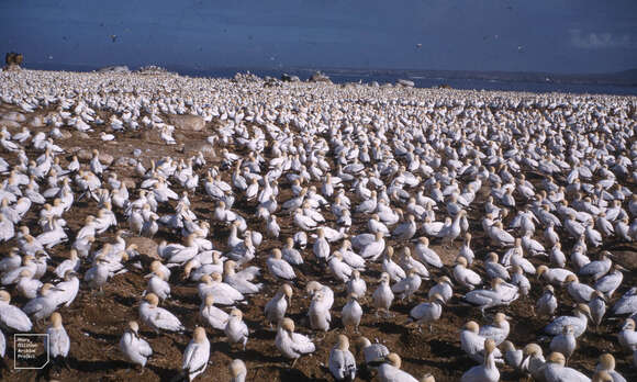 Image of Cape Gannet