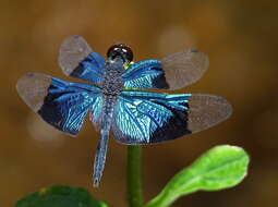 Image of Rhyothemis resplendens Selys 1878