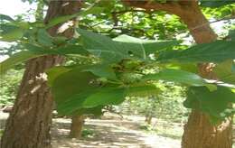 Image of Indian mulberry