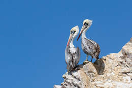 Image of Peruvian Pelican