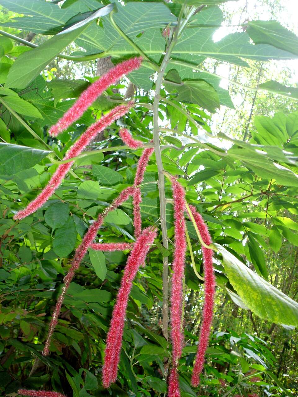 Imagem de Acalypha hispida Burm. fil.