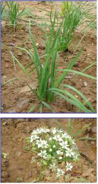 Image of Chinese chives