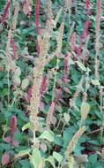 Imagem de Amaranthus caudatus L.