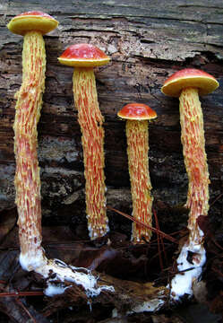 Image of Aureoboletus betula