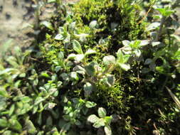 Image of Thyme-leaved Sandwort